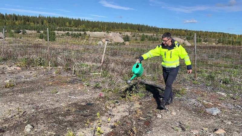 Hasan Tükenmez applying symbios primer inside a fenced field trial plot at Boliden