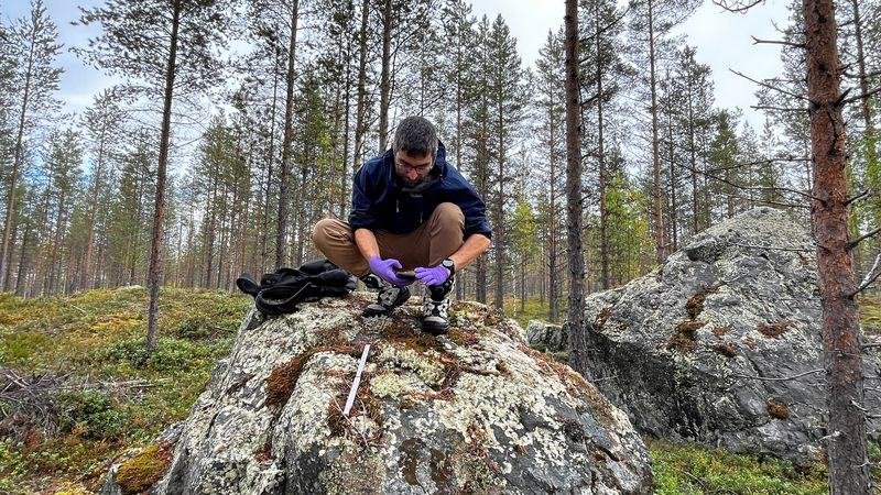 Hasan Tükenmez sampling lichen on a boulder in a pine forest