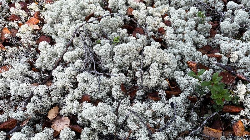 Close-up of reindeer lichen on the forest floor