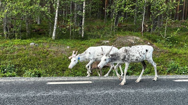 Reindeer walking along a forest road