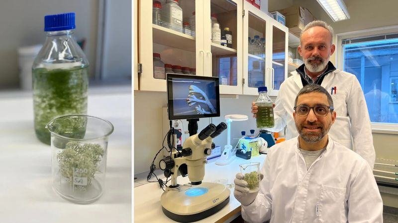 Reindeer lichen cultures in the lab, and Daniel Pacurar and Hasan Tükenmez in the lab